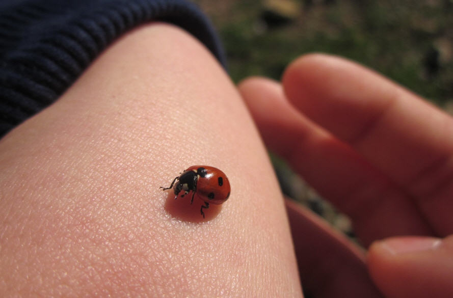 Coccinella septempunctata